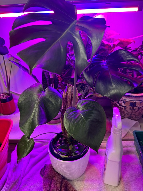 Lively Monstera Corner for Vibing Display