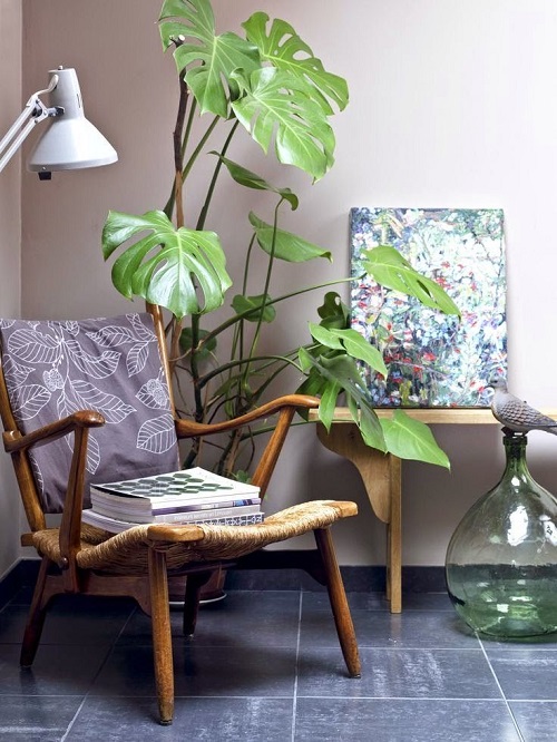 Top Corner Spaces to Display Monstera Plants 2