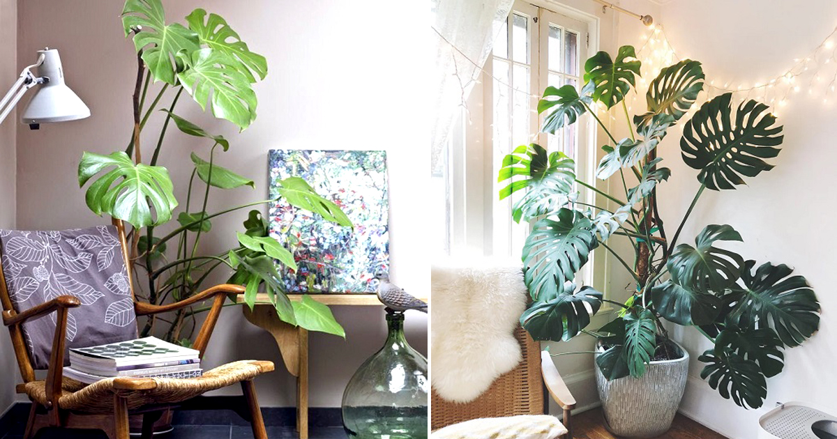 11 Best Corner Spaces to Display Monstera Plants at Home