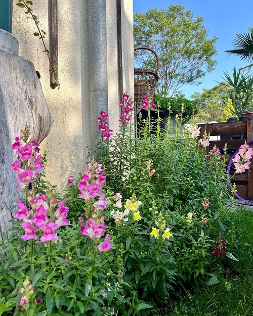 Colorful Flower in garden 2