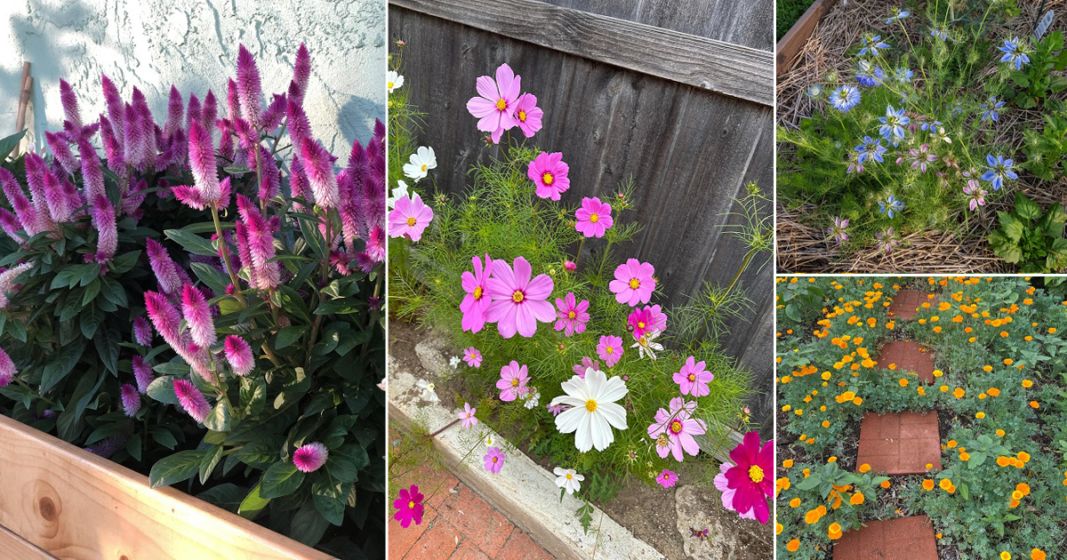 11 Reseeding Annuals that Bloom Again and Again