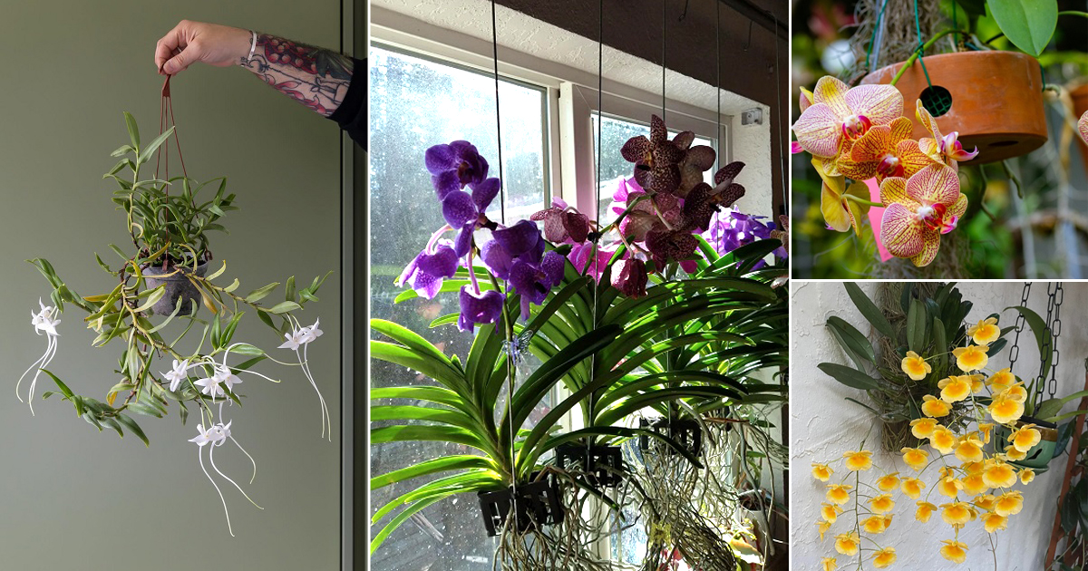 12 Best Hanging Orchids