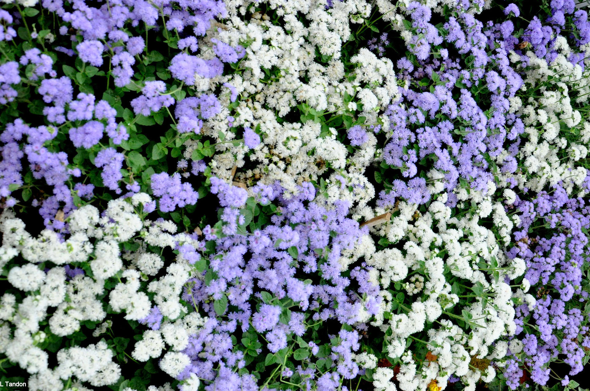 16 Fly Repelling Plants for a Peaceful Outdoor Space