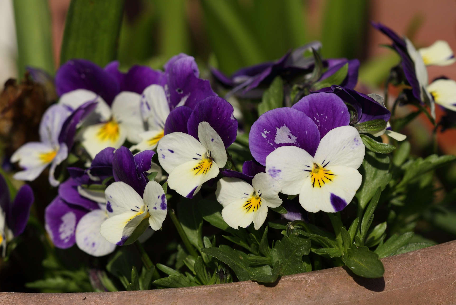 16 Shade-Tolerant Perennials that Can Thrive in Your Garden