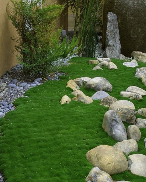  Stunning Plants For Walkways 1