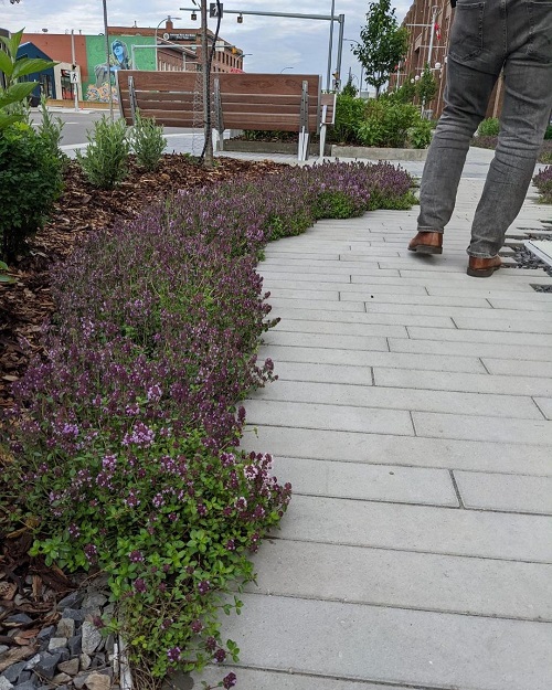 Beautiful Plants For Pathways 