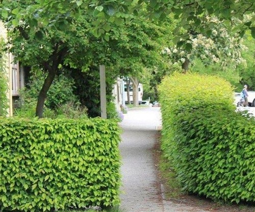 best Gorgeous Walkway Plants 