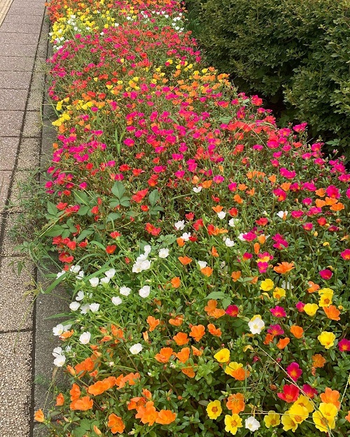  Stunning Plants For Walkways 3