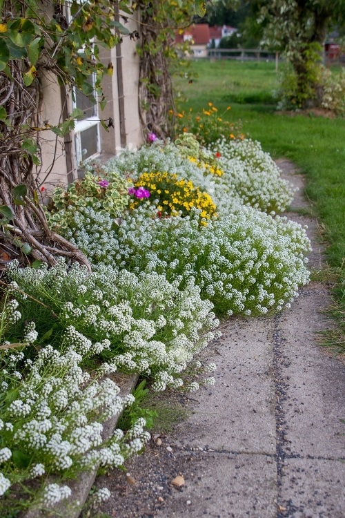 best Beautiful Plants for Pathways 