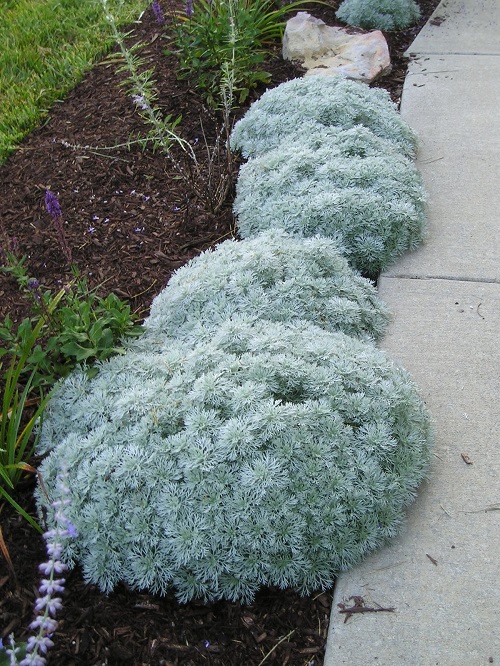 lovely Wonderful Plants For Pathways 