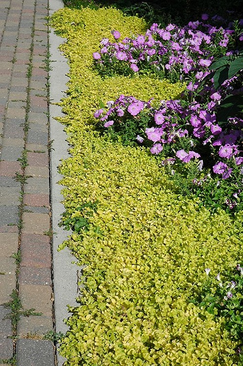 Fabulous Walkway Plants 