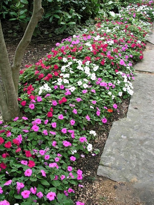 best Attractive Plants for Pathways 