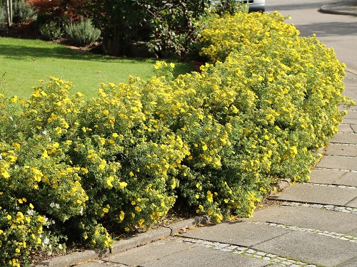 top best Attractive Plants for Pathways 