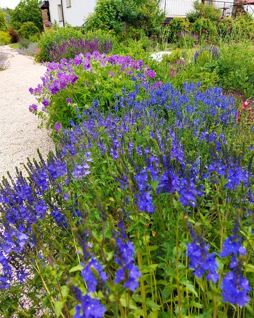 Elegant Plants For Pathways 