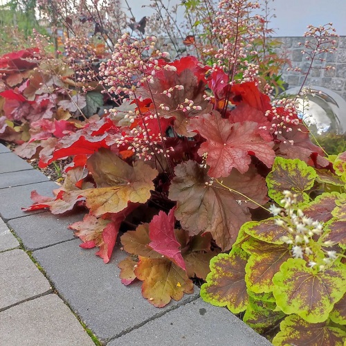  lovely Plants For Walkways 