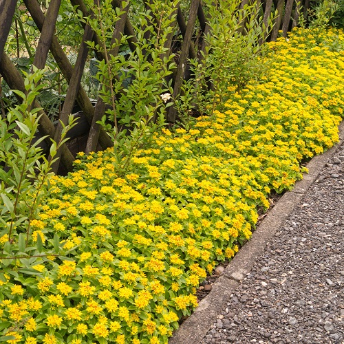 best lovely Plants For Walkways 3