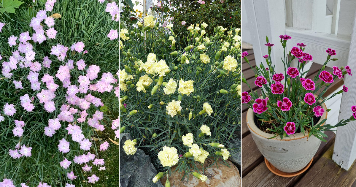 5 Most Beautiful Types of Dianthus Varieties