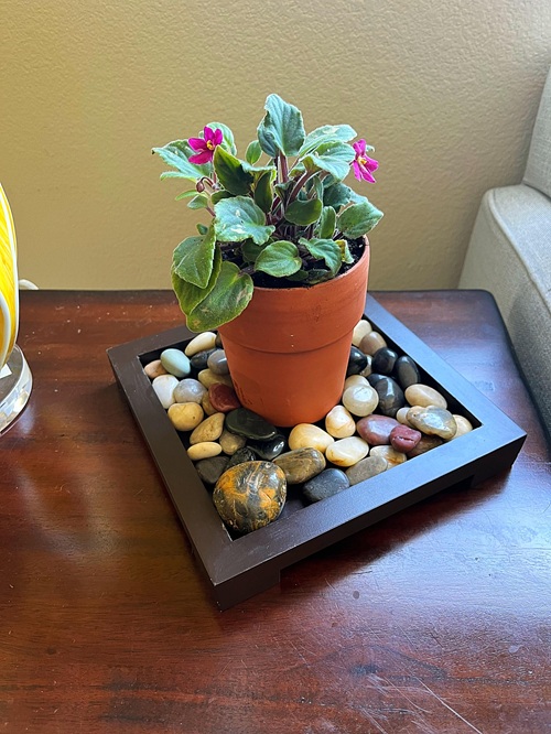 Humidity Tray To Avoid Frequent Watering