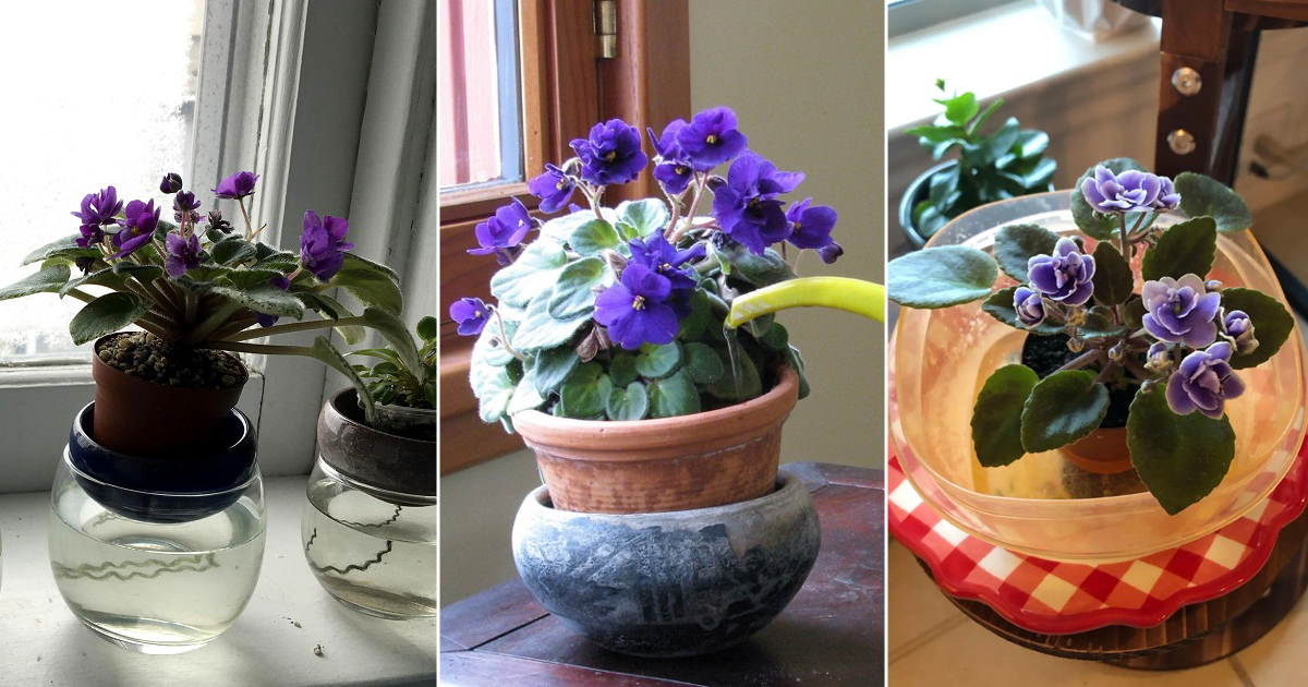7 African Violet Watering Tips