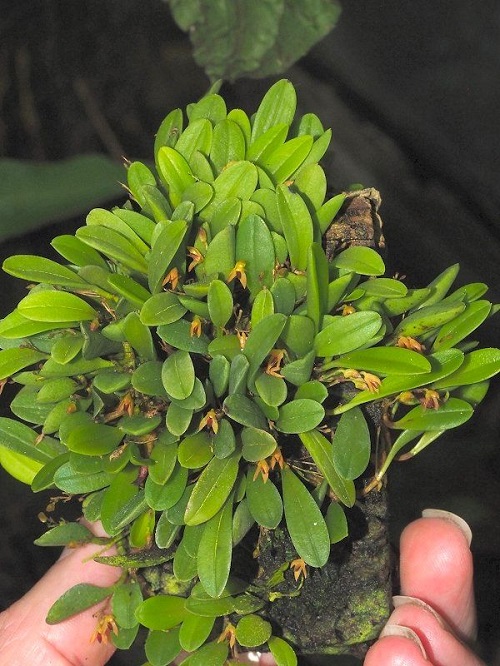 Smallest Orchid Flower Varieties 2