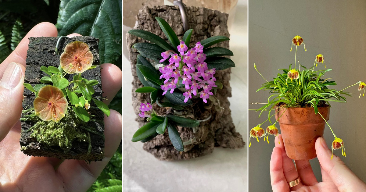 9 Smallest Orchid Flower Varieties in the World