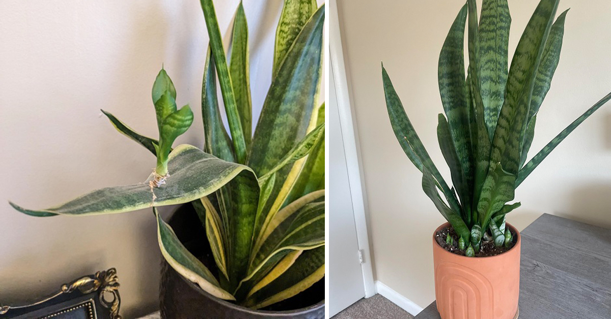 How to Plant Snake Plant Pups So They Grow Better and Faster