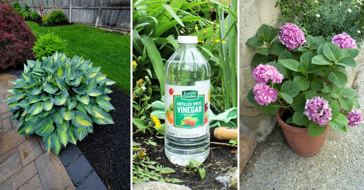Never Use Vinegar On These Plants—You Will Damage Them!