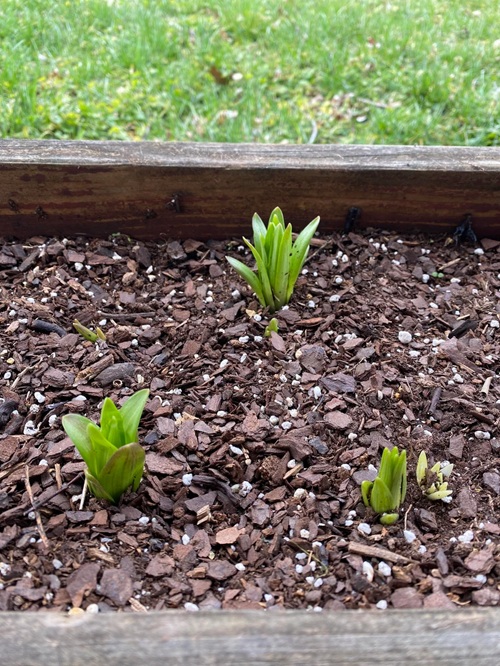 Plant Fruit Trees and Shrubs