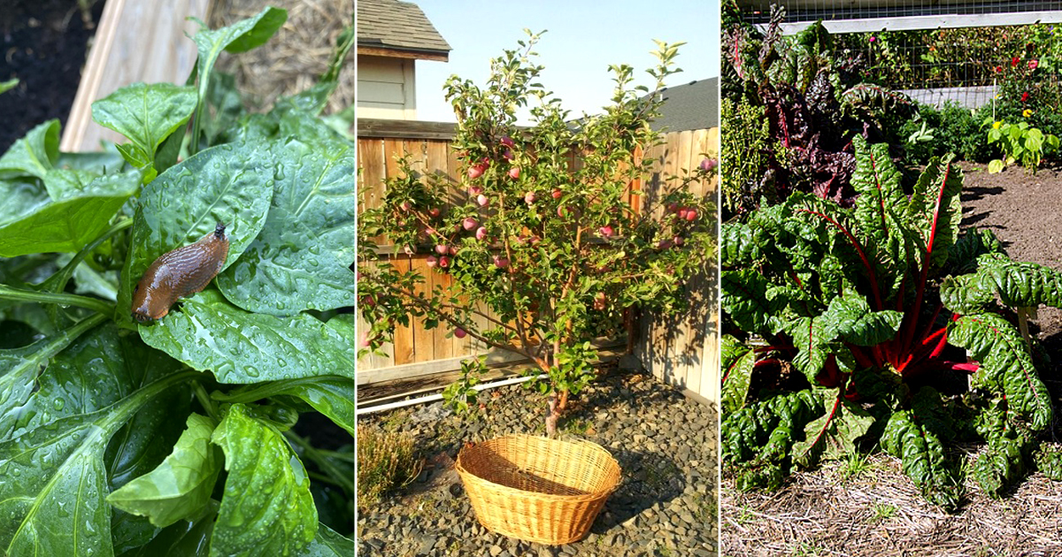 Top 10 Things to Do in March in the Garden