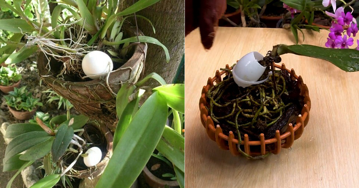 Why an Egg for the Orchid is the Best Thing