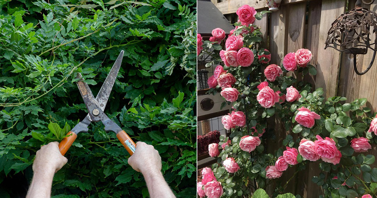Why You Should Prune These Plants Before Spring